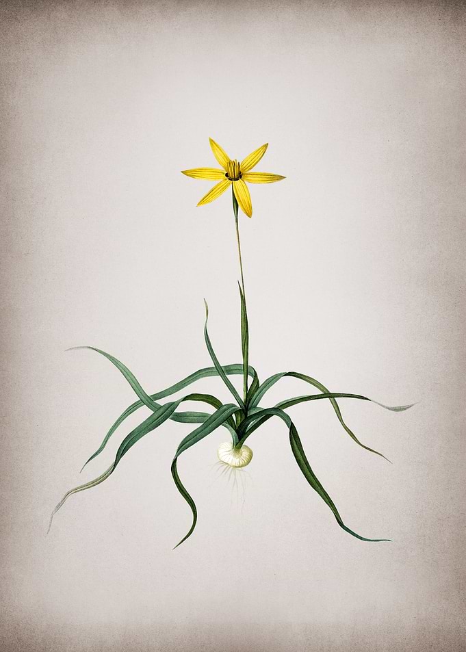 Vintage Hypoxis Stellata