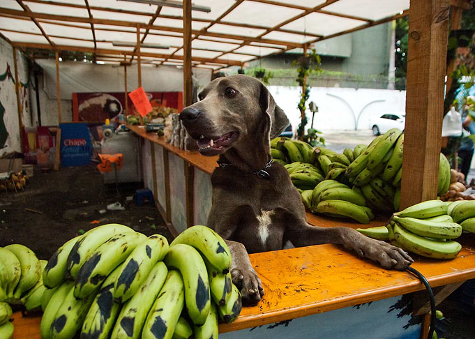 weimaraner