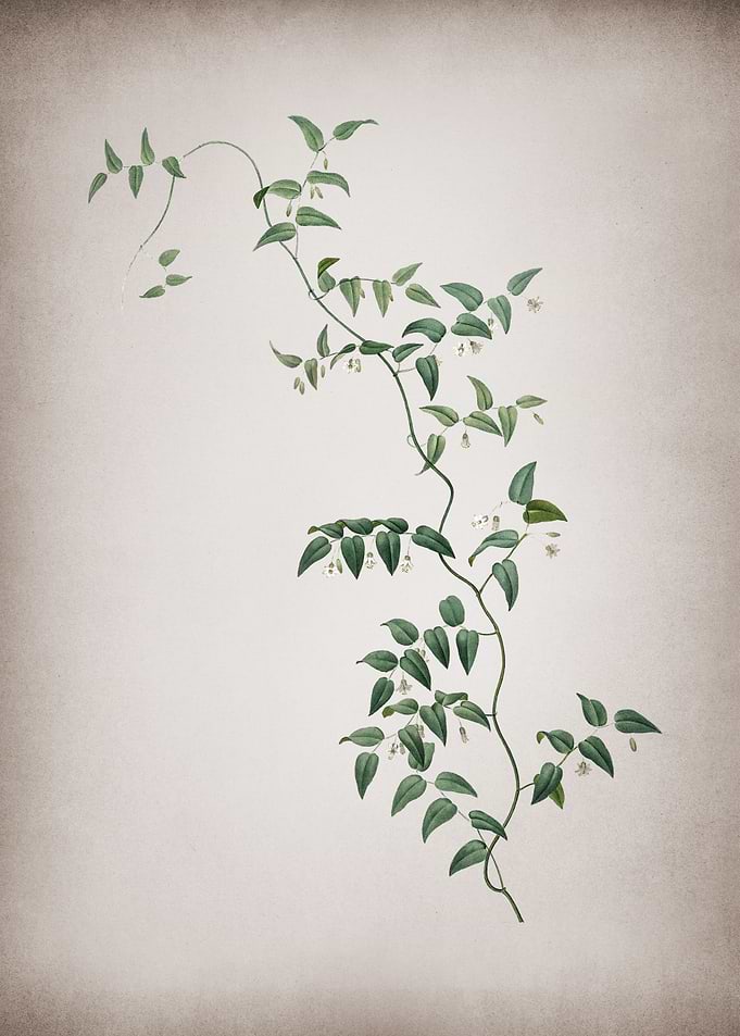 Bridal Creeper