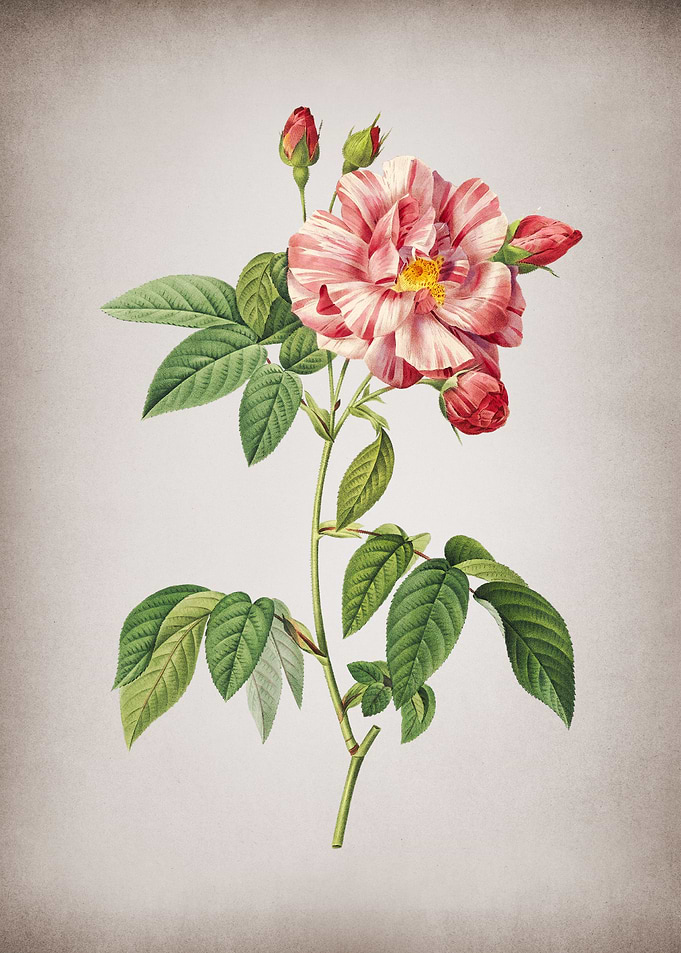 Variegated French Rosebush