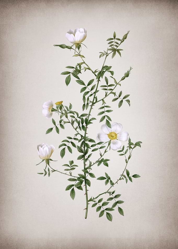 Blooming Hedge Rose