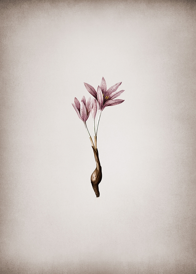Vintage Autumn Crocus