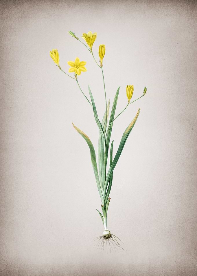 Vintage Ixia Bulbifera