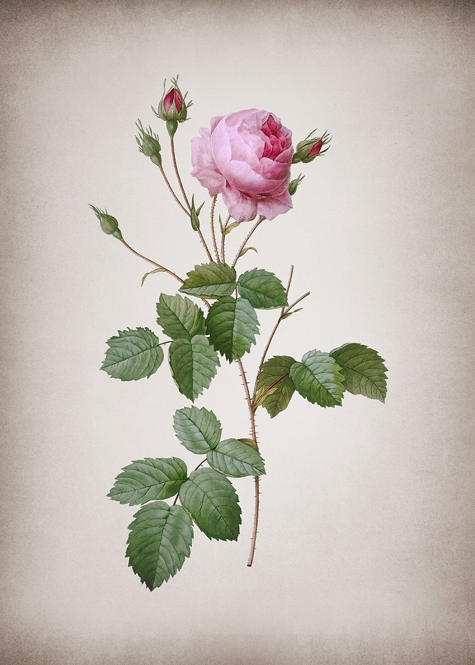 Blooming Provence Rose