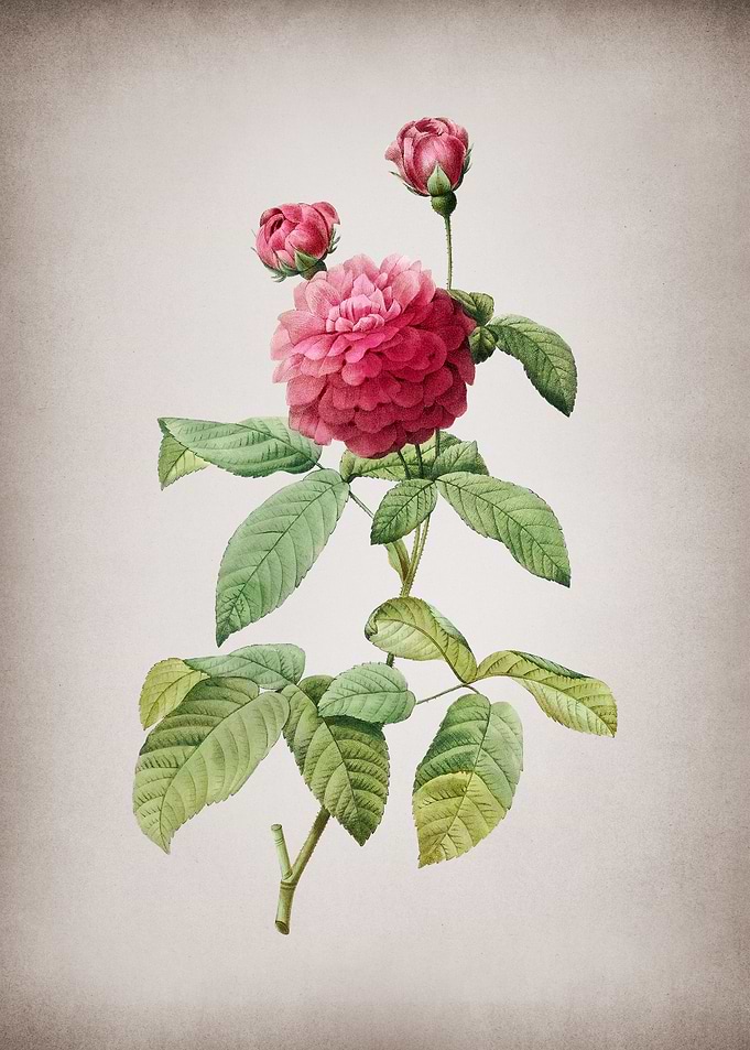 Agatha Rose in Bloom