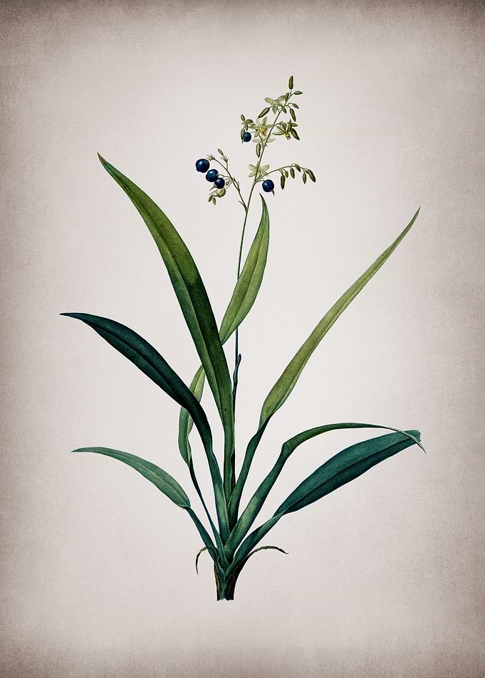 Vintage Flax Lilies