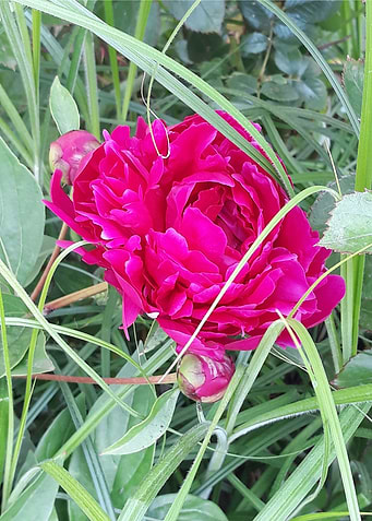 Peony beauty