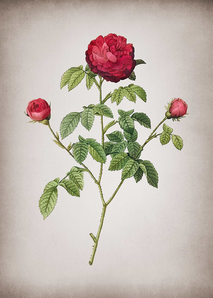 Agatha Rose in Bloom