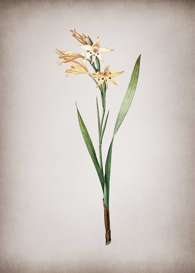 Gladiolus Cuspidatus