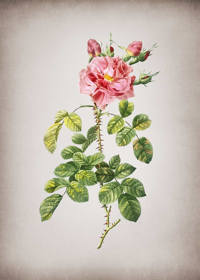 Vintage Four Seasons Rose