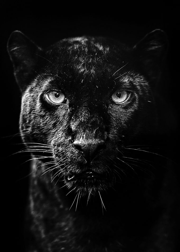 Black panther poster
