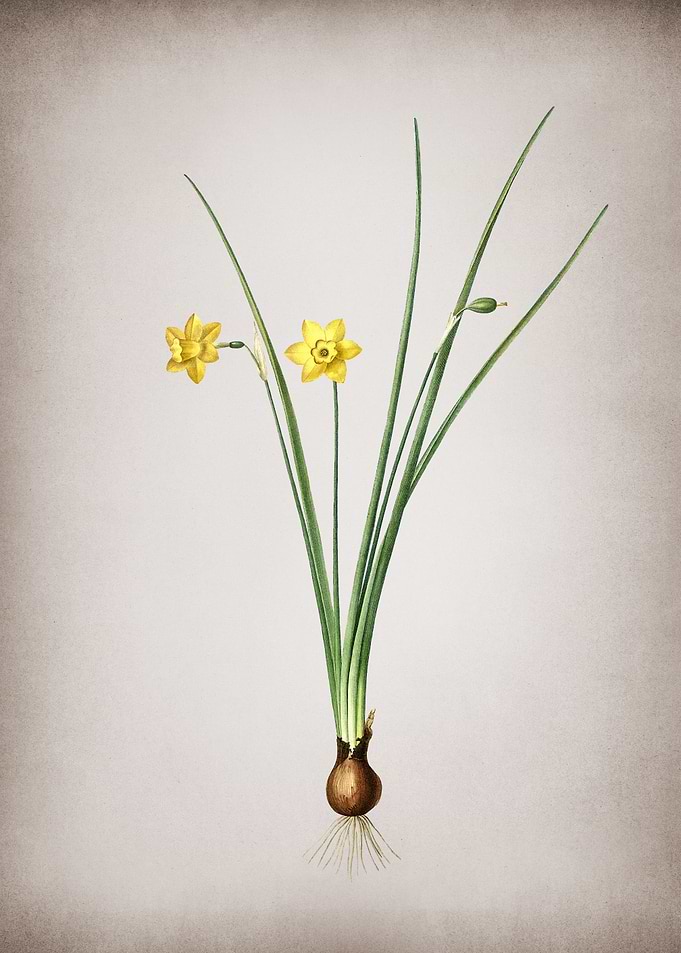 Vintage Daffodil