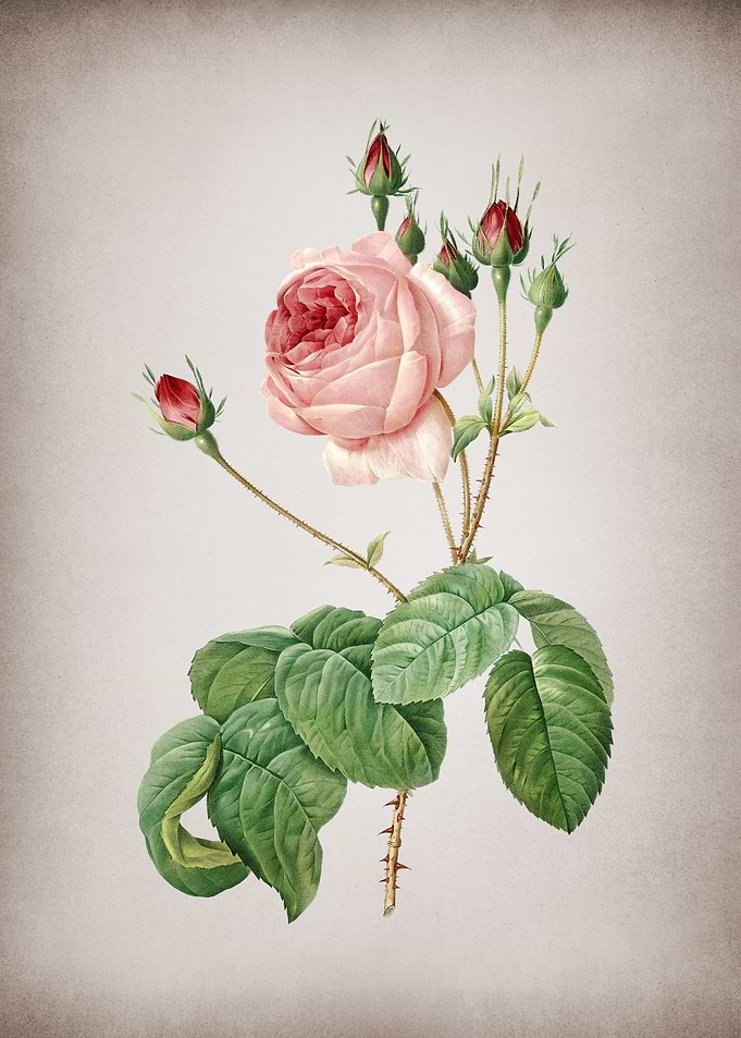 Blooming Cabbage Rose