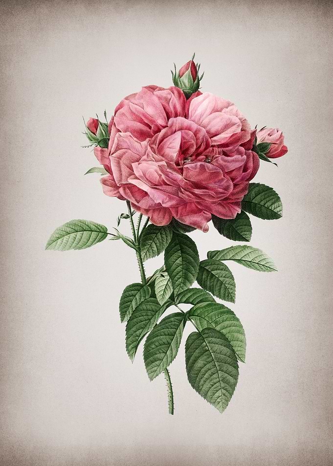 Vintage Giant French Rose