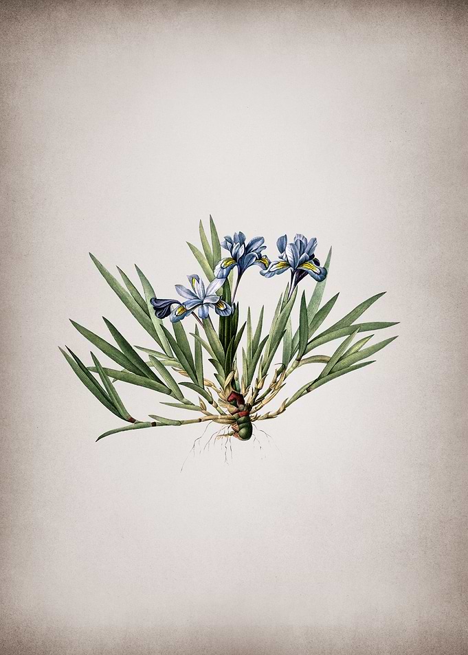 Vintage Dwarf Crested Iris