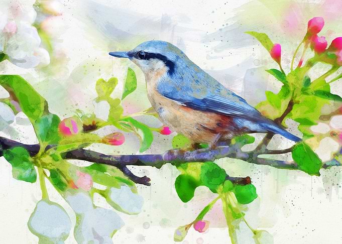 Bird