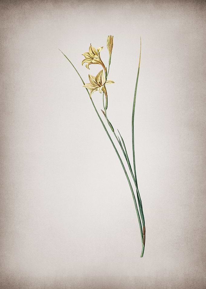 Vintage Gladiolus