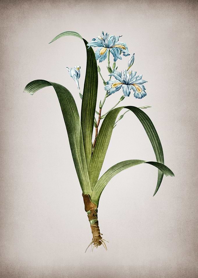 Vintage Iris Fimbriata