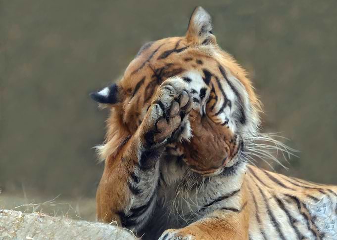 Royal Bengal Tiger