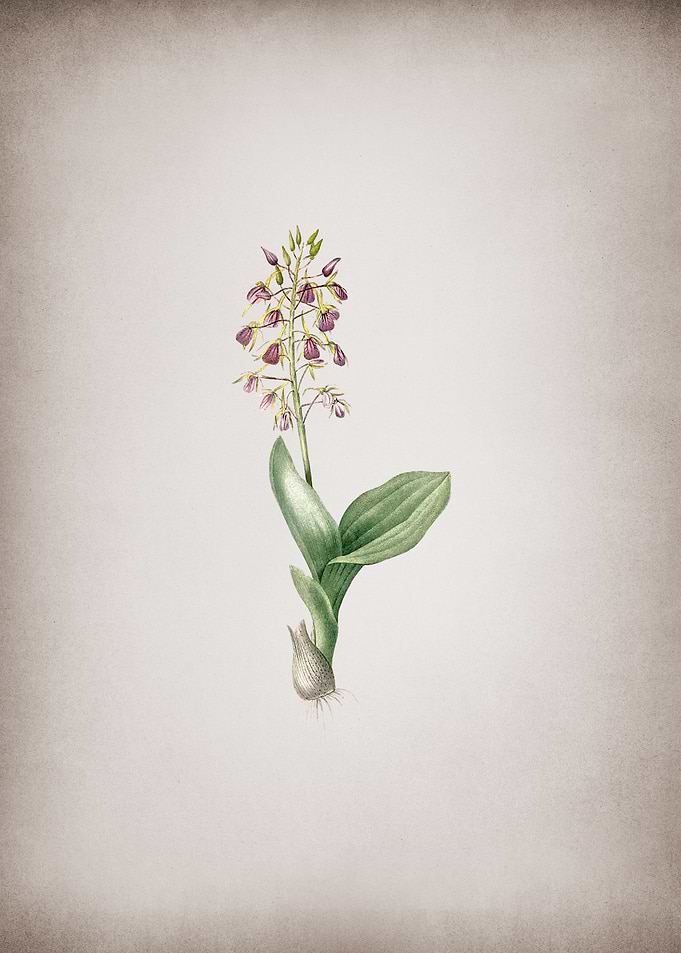 Brown Widelip Orchid
