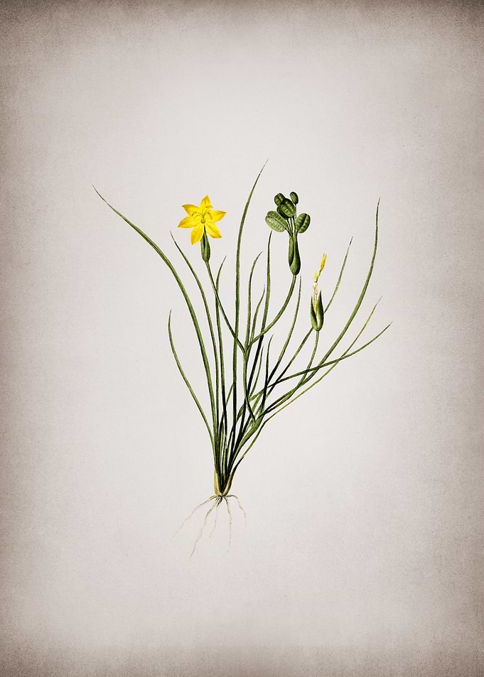 Golden Blue eyed Grass