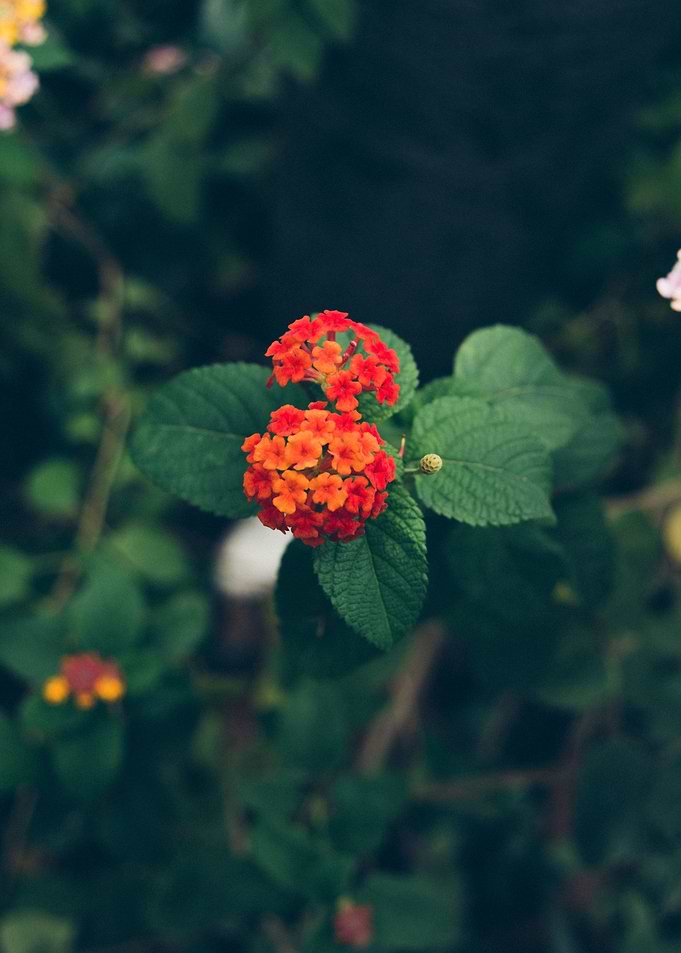Small Flower