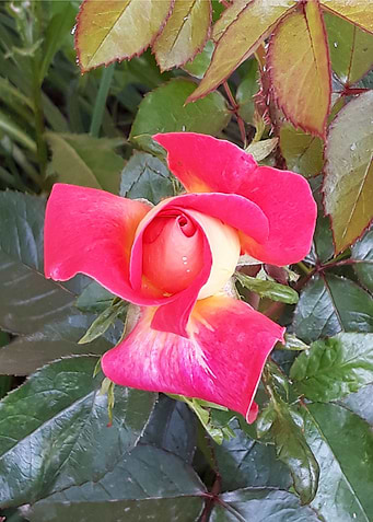 Rose blooming