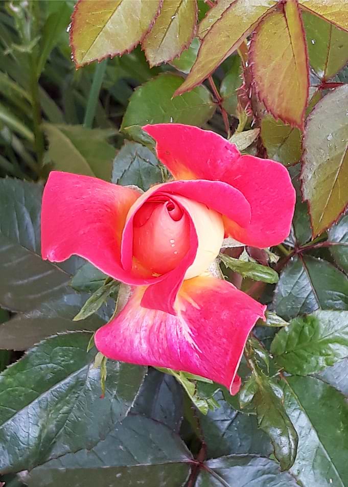 Rose blooming