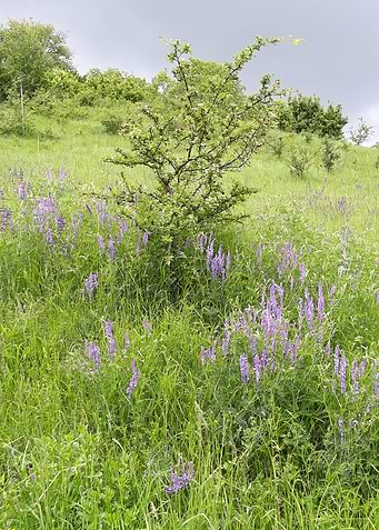 Hills in spring