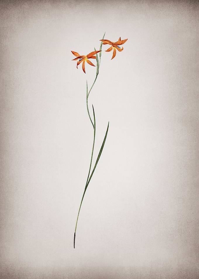 Gladiolus Watsonius
