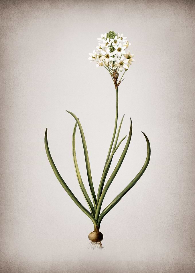 Vintage Arabian Starflower