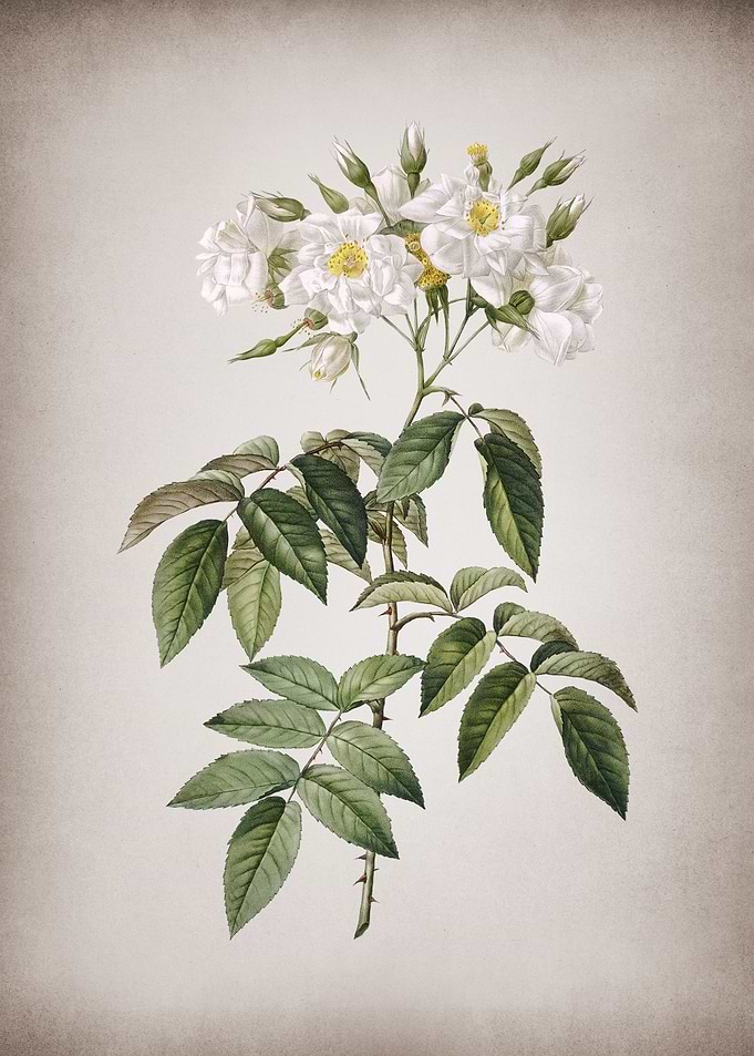 Blooming Musk Rose