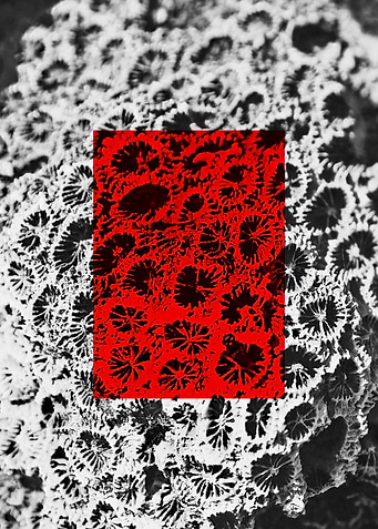 Latest drop