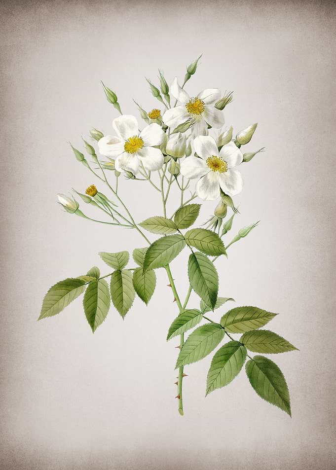 Blooming Musk Rose