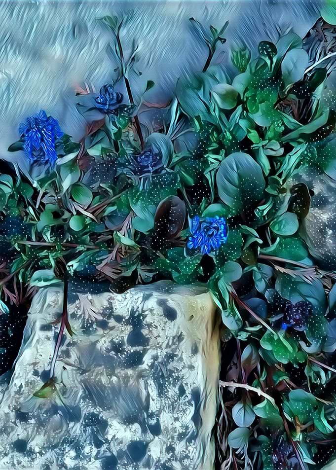 flowers on the stone