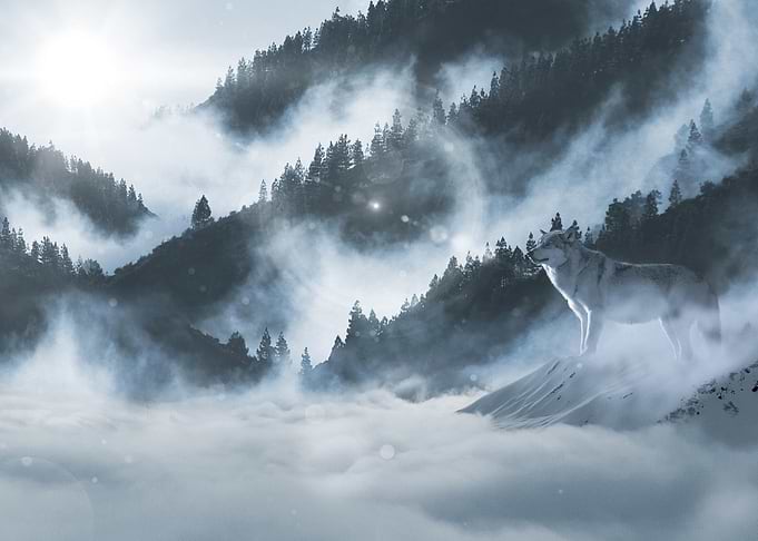 Wolf by Mist