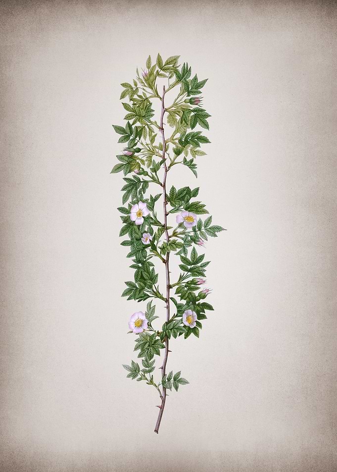 Blooming Cuspidate Rose