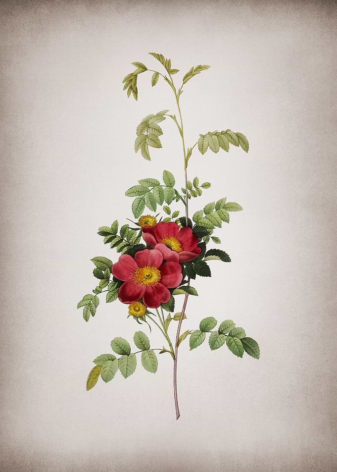 Blooming Alpine Rose