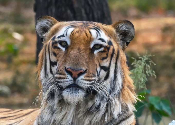 Royal Bengal Tiger