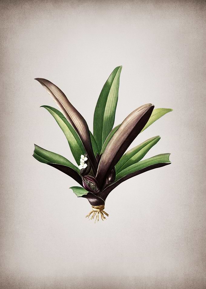 Boat Lily
