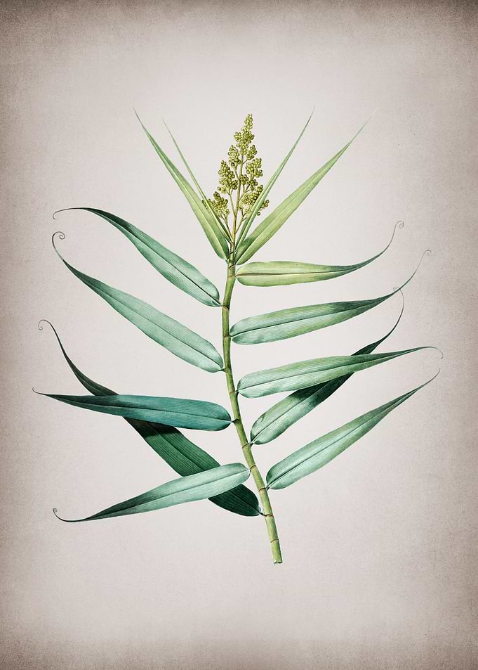 Bush Cane
