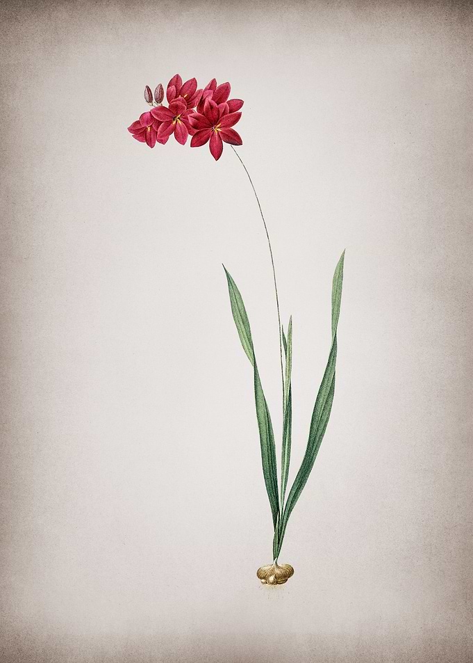 Vintage Ixia Filiformis