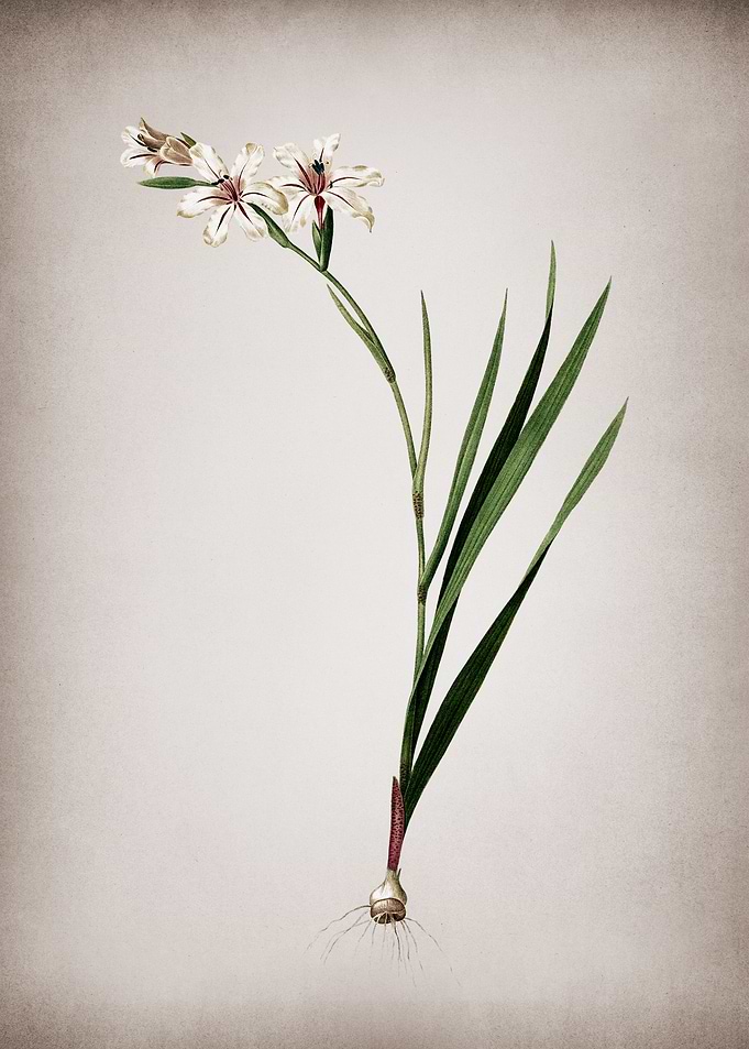 Vintage Gladiolus