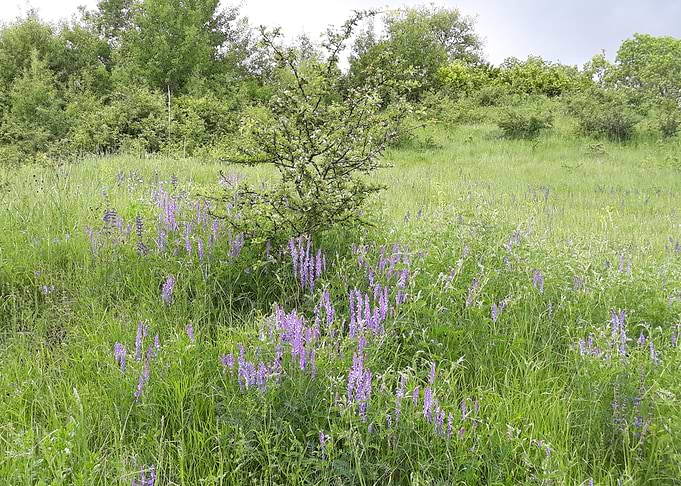 Filed in bloom