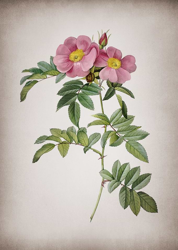 Shining Rosa Lucida