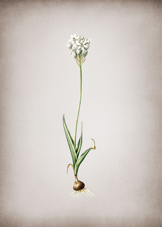 Chincherinchee