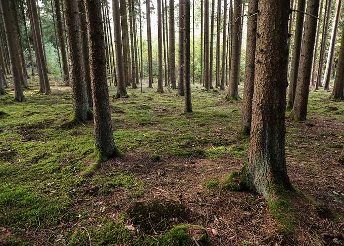 In The Forrest