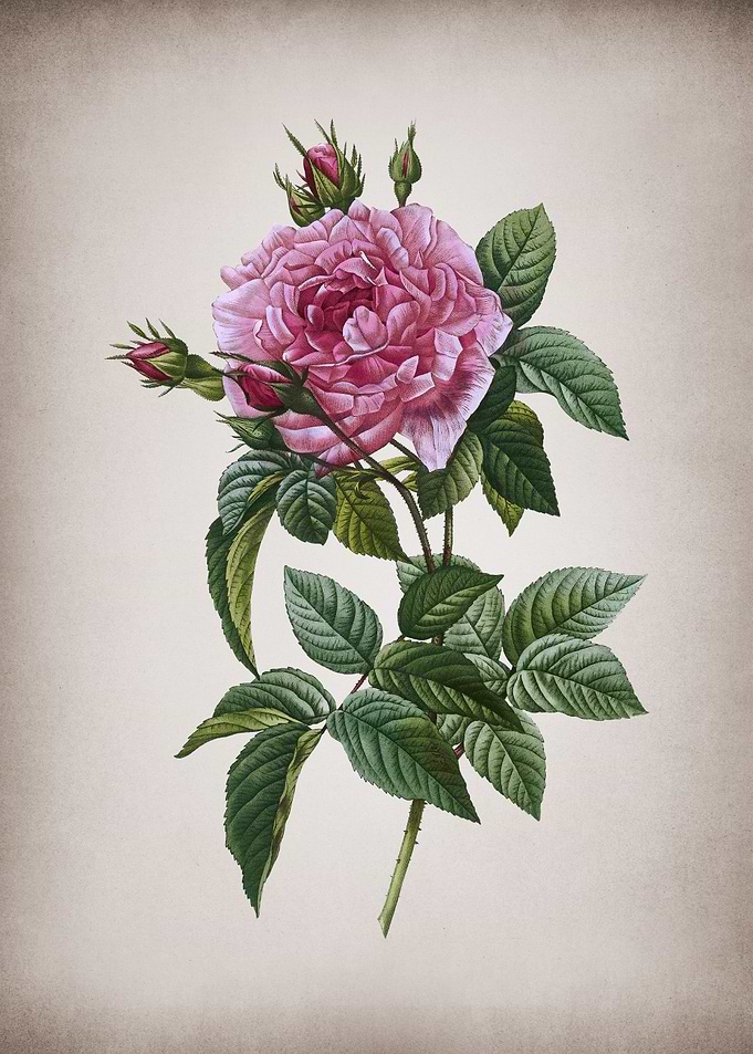 Blooming Pink French Rose