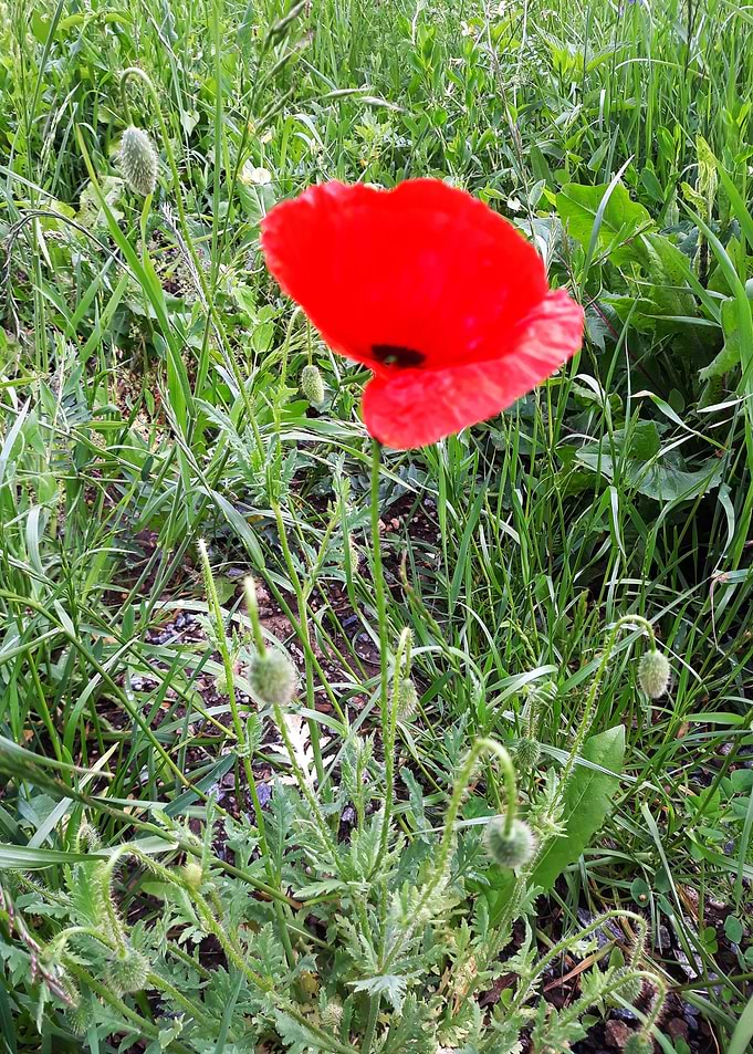 Poppy bloom