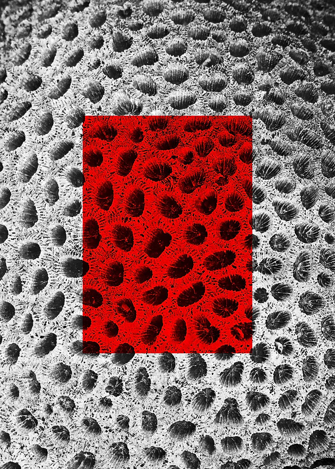 Red Macros of Nedunteevu